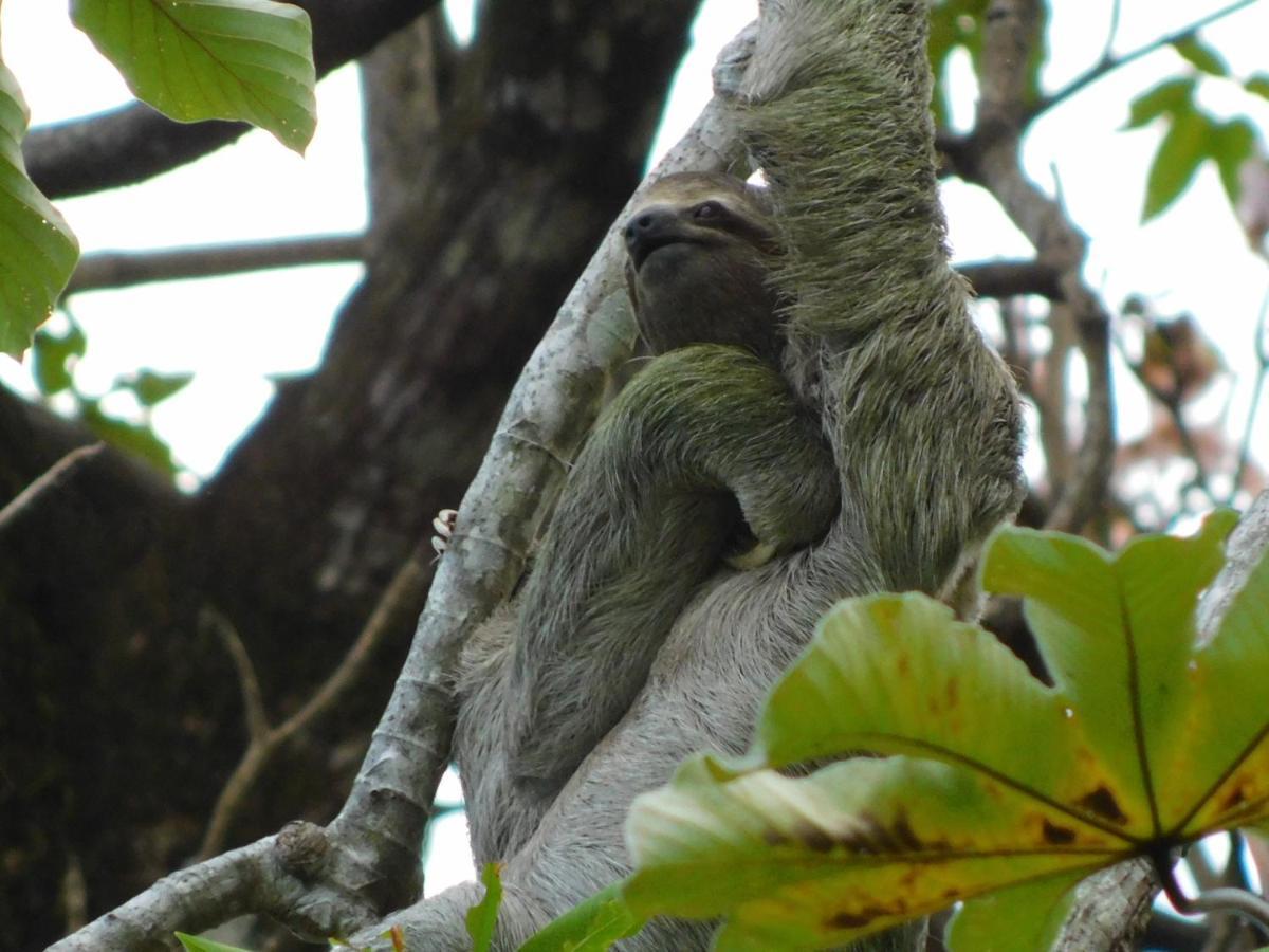 Santa Cruz  Guayabo Lodge מראה חיצוני תמונה