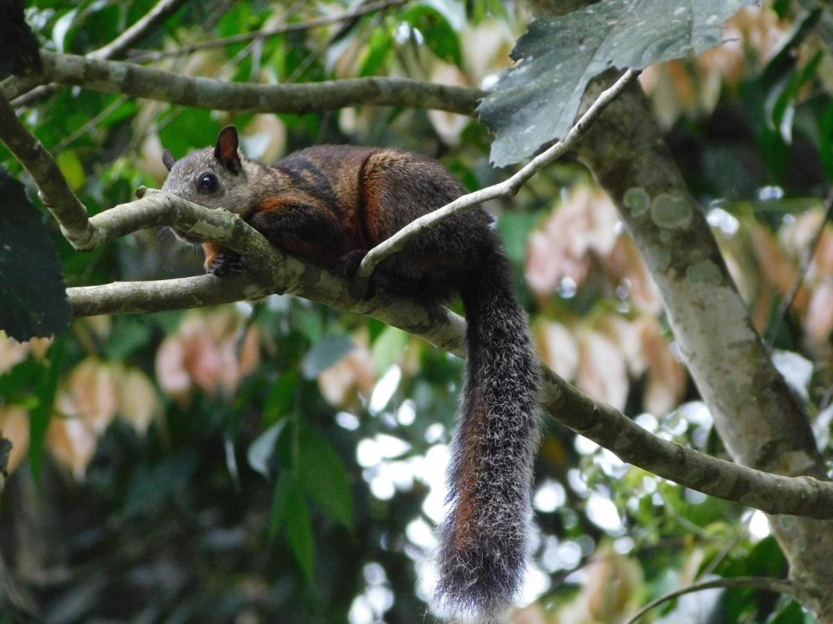 Santa Cruz  Guayabo Lodge מראה חיצוני תמונה