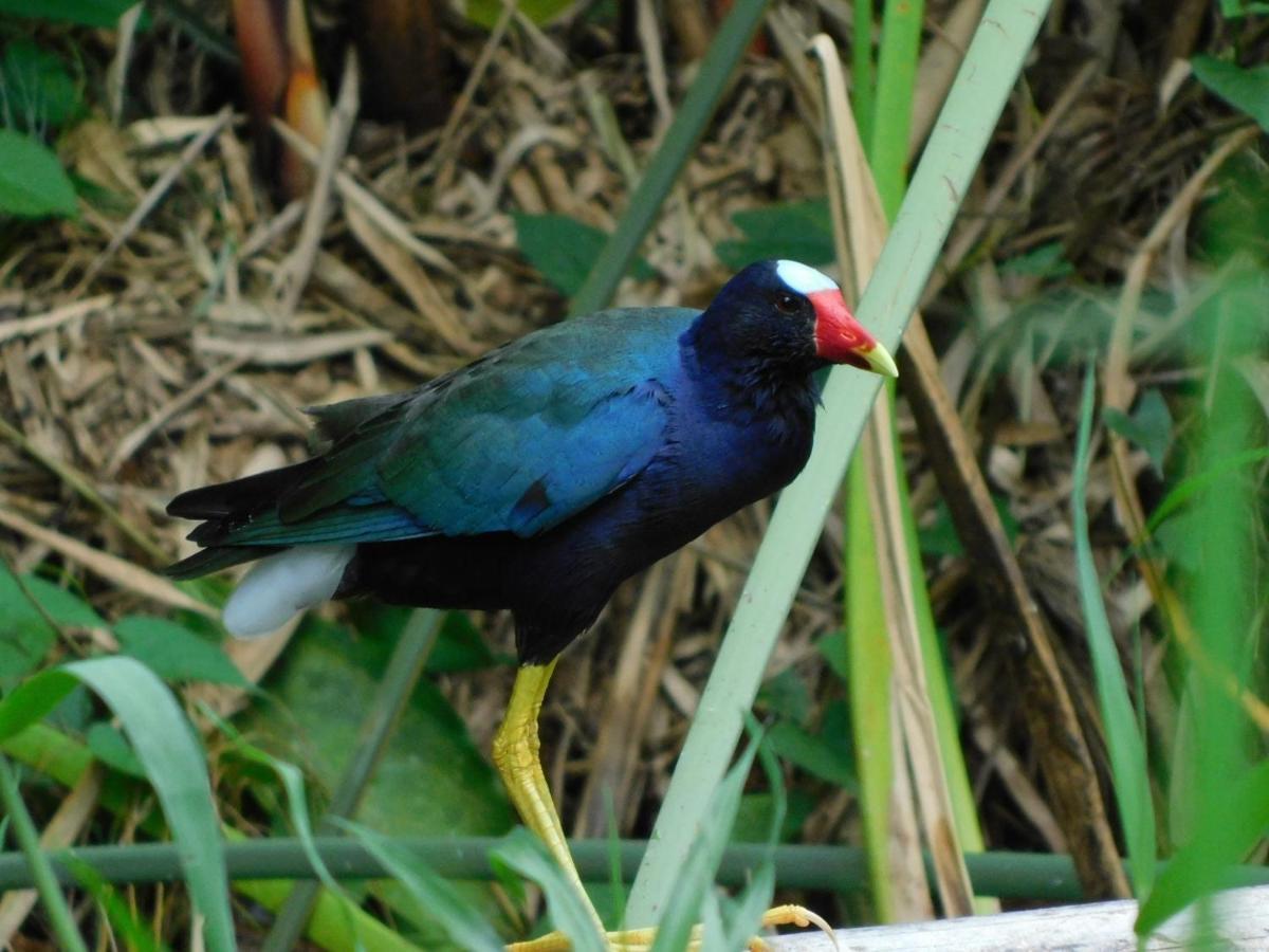 Santa Cruz  Guayabo Lodge מראה חיצוני תמונה