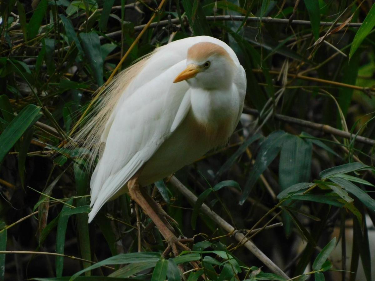 Santa Cruz  Guayabo Lodge מראה חיצוני תמונה